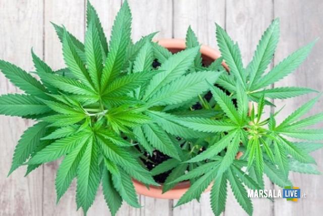 Marsala, “Non è reato avere una pianta di marijuana”: assolto un ... - Marsala Live