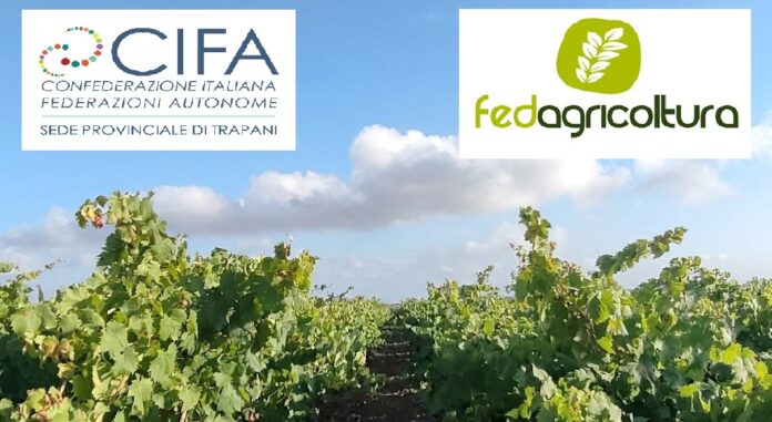 Vigneto trapanese con i loghi di CIFA Trapani e FedAgricoltura